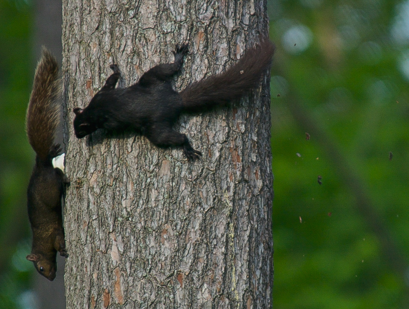 squirrel1